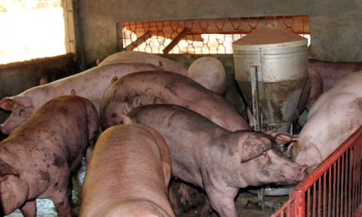 Tất tần tật thông tin về bệnh dịch ở lợn bạn cần biết