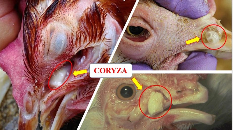Bệnh sổ mũi truyền nhiễm (Coryza)