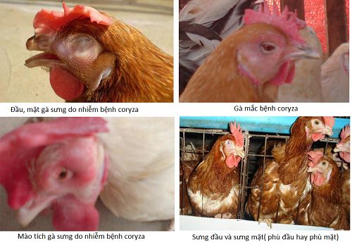 Biểu hiện lâm sàng của bệnh coryza trên gà