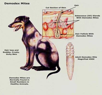 Do Demodex Canis