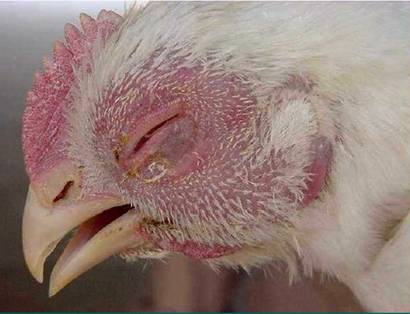 Bệnh cúm ở gà