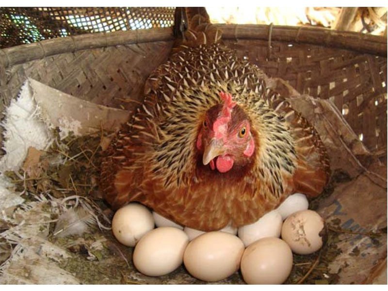 Tìm hiểu về các loại thuốc trị gà ăn trứng

