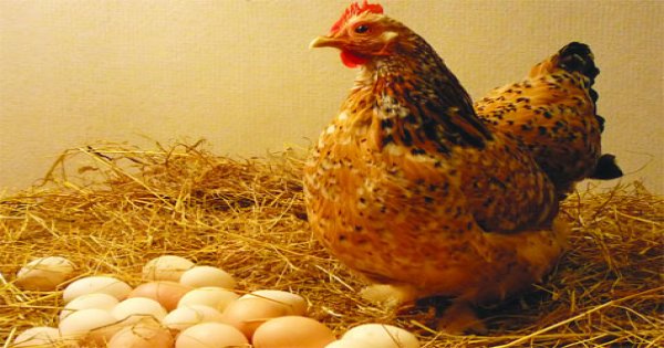Tìm hiểu về các loại thuốc trị gà ăn trứng
