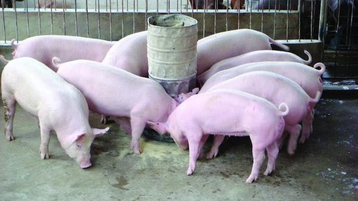 ủ thức ăn cho lợn