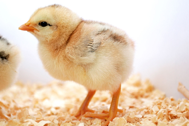 3 loại thuốc cho gà ăn nhiều, tiêu hóa tốt và tăng trọng nhanh
