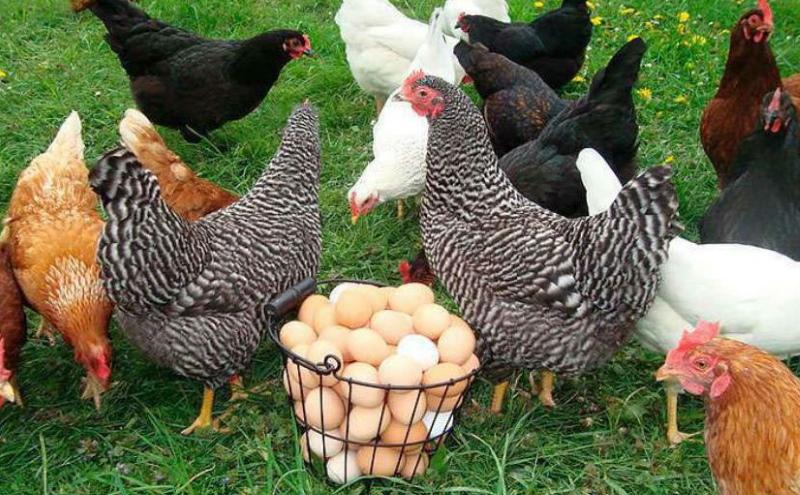 Tìm hiểu về các loại thuốc trị gà ăn trứng